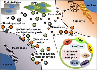 Adipose Extracellular Vesicles: Messengers From and to Macrophages in Regulating Immunometabolic Homeostasis or Disorders